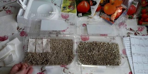 Kako klijati seme paradajza